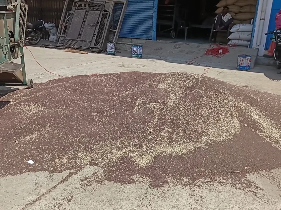 बल्लभगढ़ अनाज मंडी में सरसों की खरीद जारी