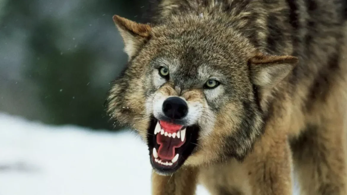 जंगली जानवर