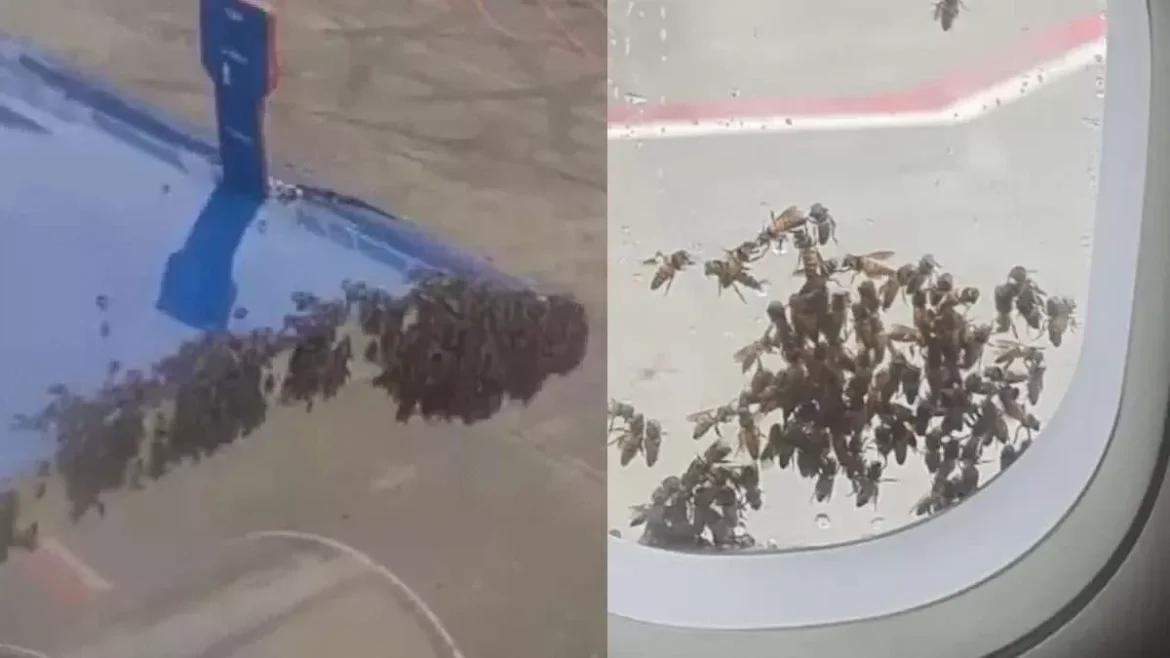 indigo flight bee swarm