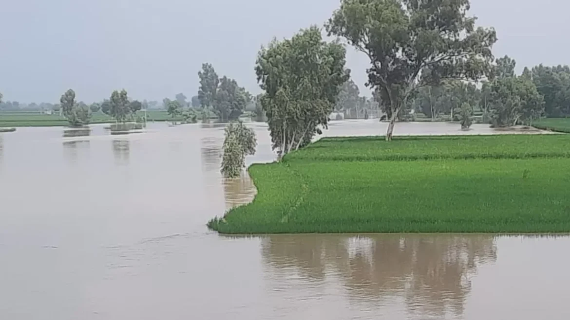 लड्डू सिंह फिरोजपुर