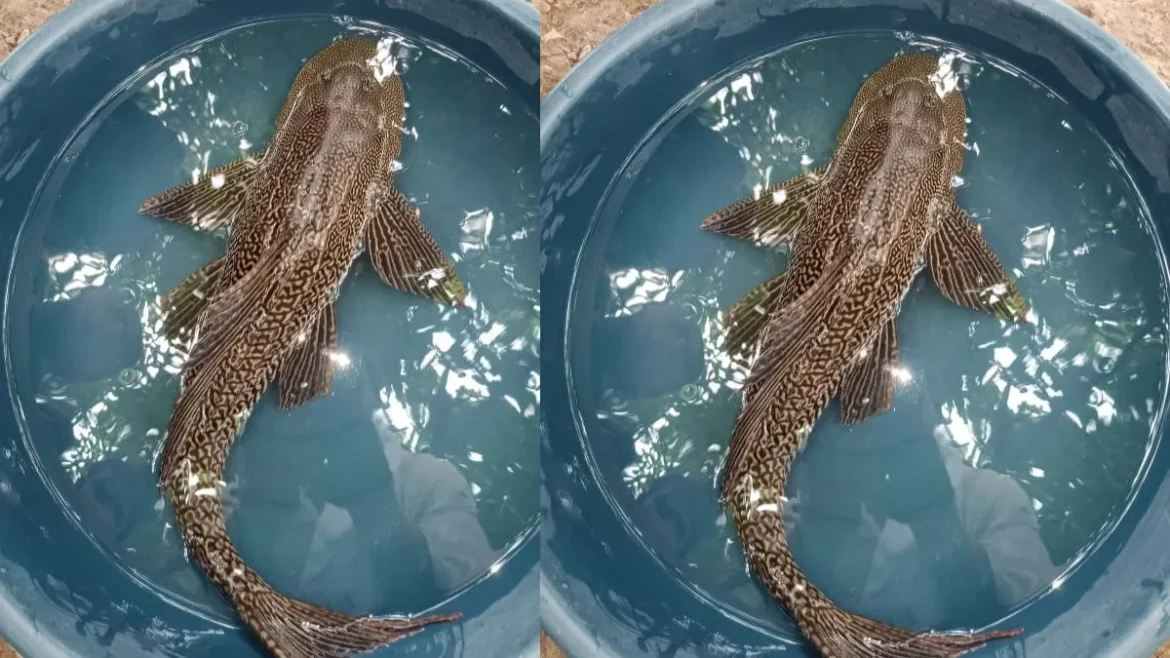 सकर माउथ कैटफिश