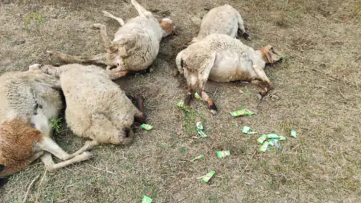 भेड़ों मौत