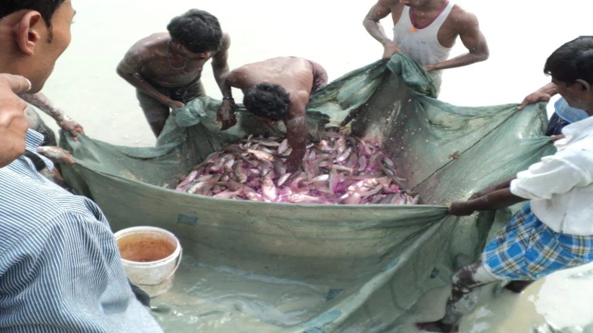 मत्स्य पालन