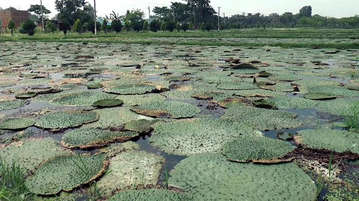 मखाना खेती