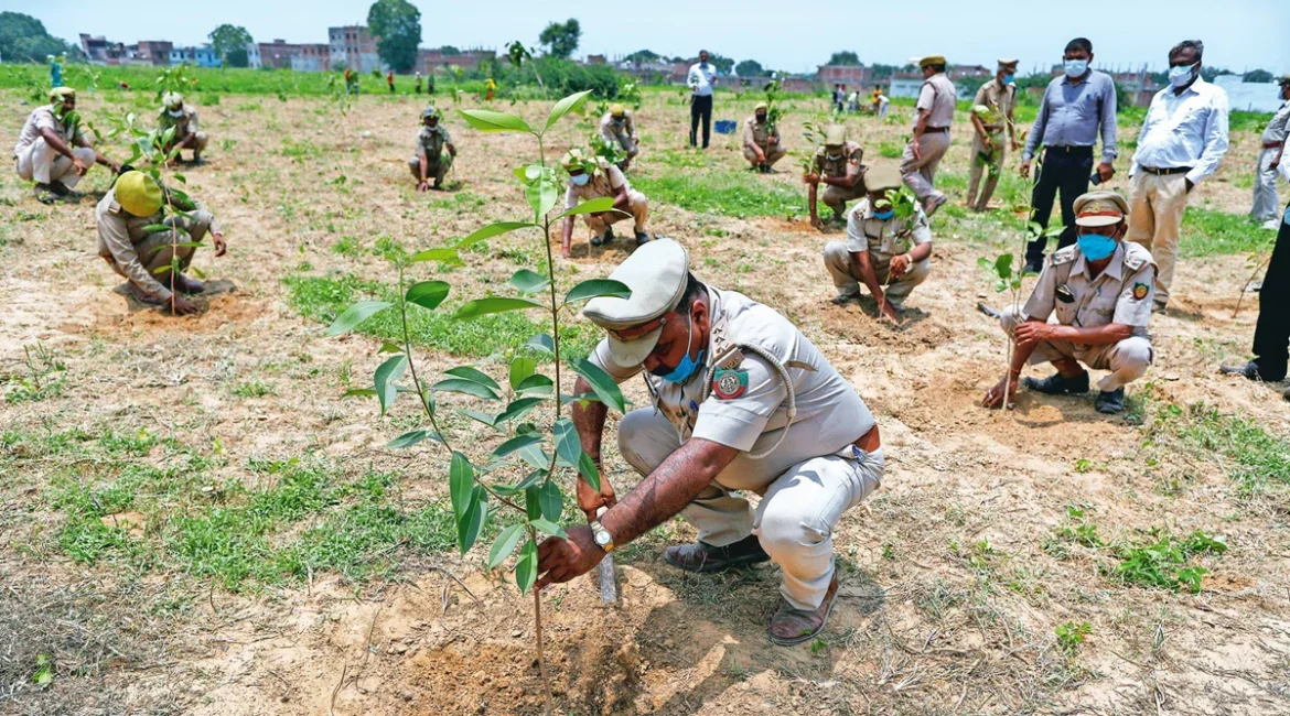 Plant Saplings